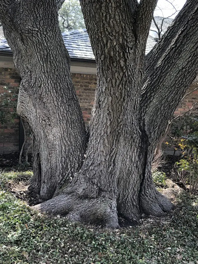 Mature heritage tree close to a Elton property cared for by certified arborists